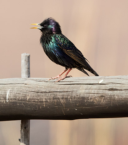 Common Starling